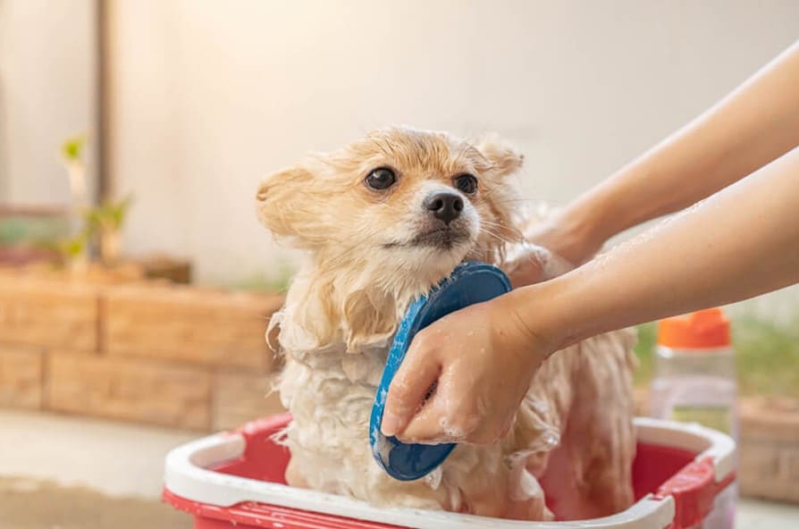 Bañar a un perro: ¿Con qué frecuencia debe hacerlo? 5 reglas a seguir para bañar a un perro