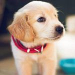 preparar la llegada de un cachorro