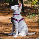 comandos para cachorros