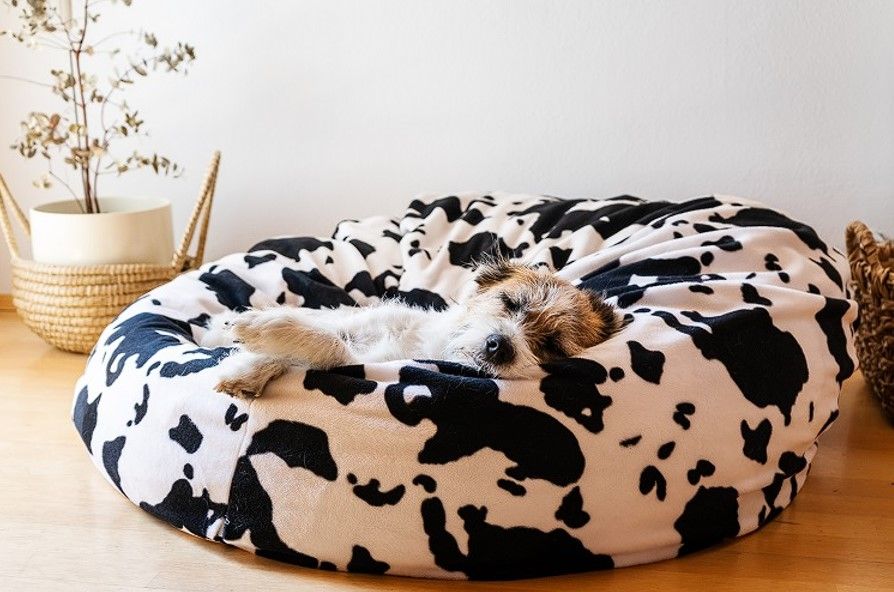 Soledad en perros: Consejos para que tu mascota este cómodo sin ti 3 un perro extraña a su dueño si esta solo