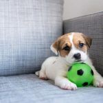 juguetes para perros