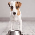 perro roba comida