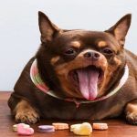 obesidad en perros que hacer