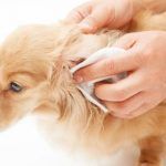 heridas en perros