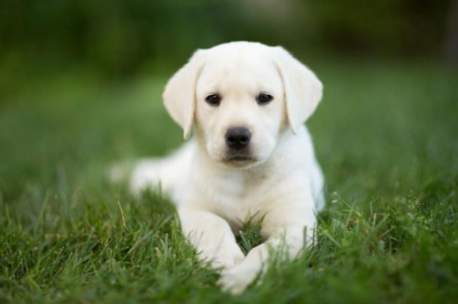 Cachorro labrador: Todo lo que debes saber antes de adoptar uno 3 cachorro labrador