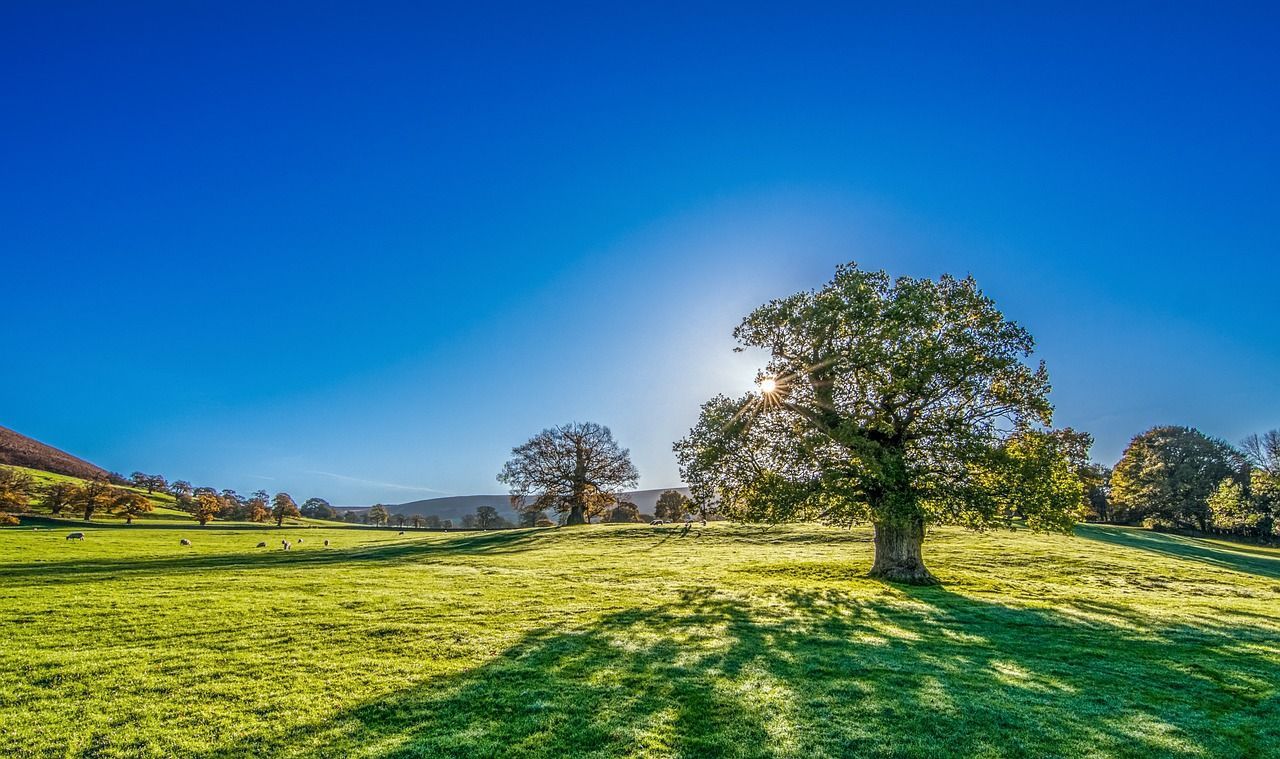 tree 2916763 1280