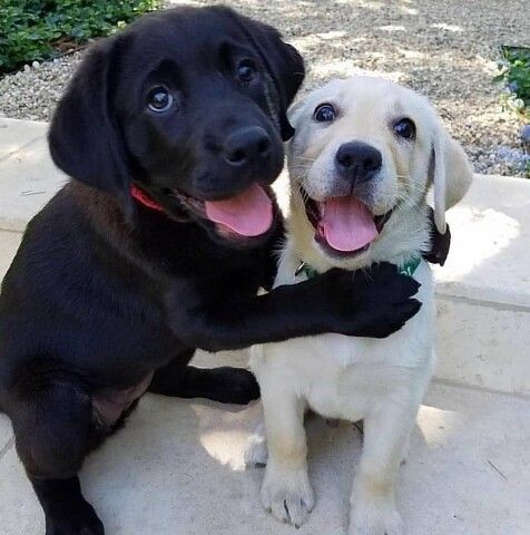 Corazón perruno