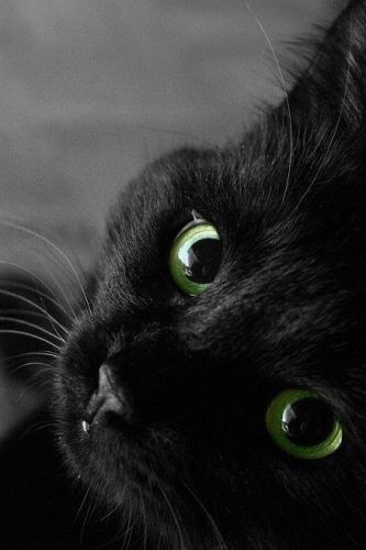 El gatito de la mala suerte