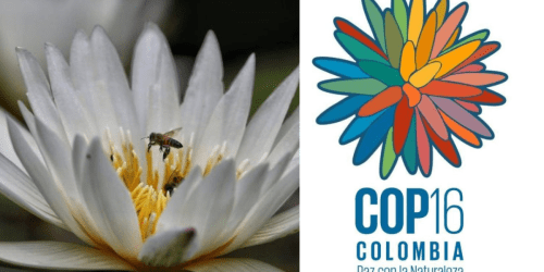 Cali: La Ciudad Ideal para COP 16 por su Compromiso Ambiental y Ubicación Estratégica.